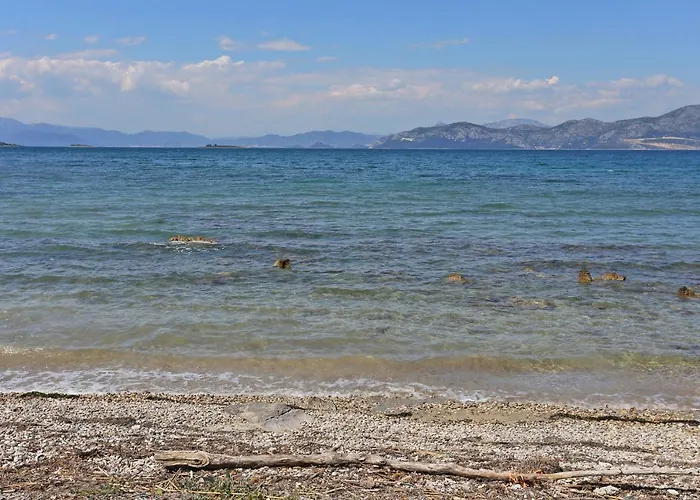 Drace 10135a * Janjina